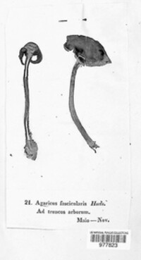 Hypholoma fasciculare image